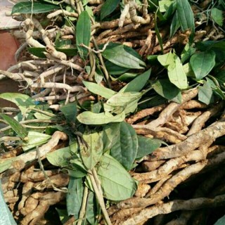 Sỉ như lẻ 1kg sâm xuyên đá