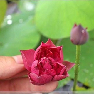 (Đã Cắt Đầu) Sen Mini Nhật Full Màu(gói 5H)
