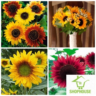 shophouse hạt giống hoa hướng dương mix màu 30 hạt  SHOP HOUSE  TẾT KHUYẾN MẠI