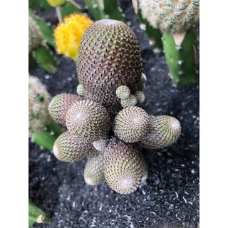 Xương rồng Rebutia heliosa (hiếm)