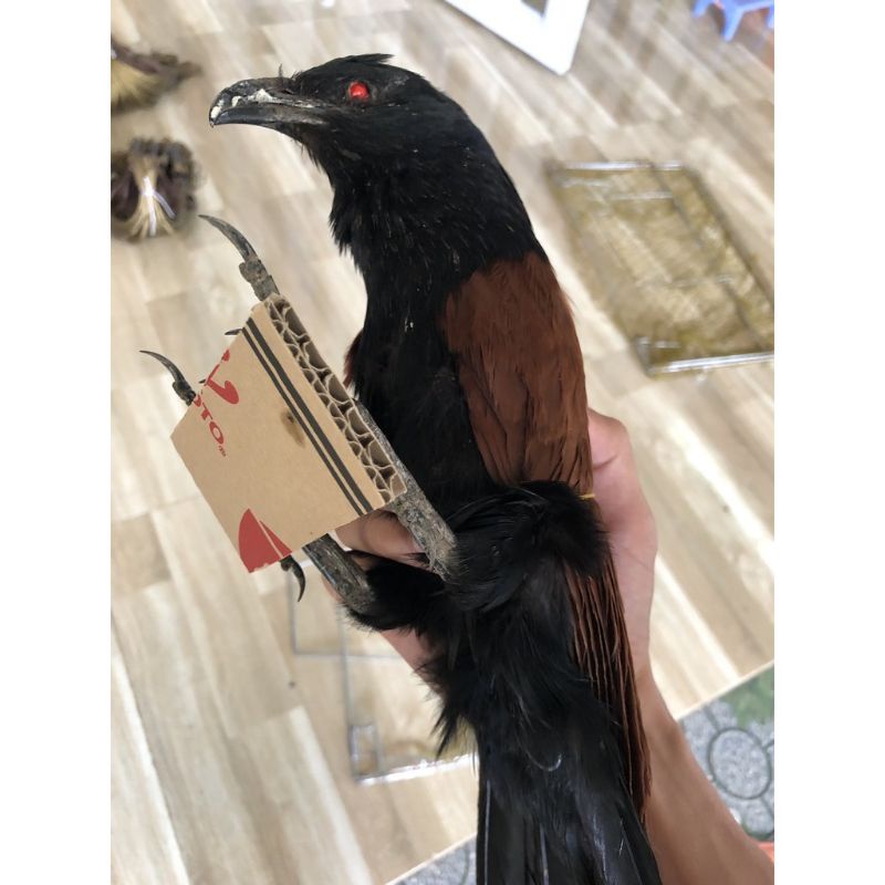 1 con bịp giả bơm keo 2021 hàng chất lượng, dùng để đánh chung với mẹt