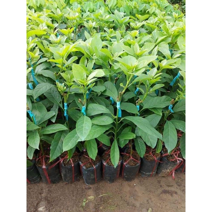 Cây Giống Bơ Tứ Quý Cho Trái Siêu Sớm Chuẩn Giống Cây Trồng