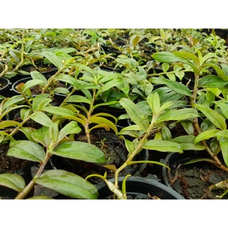 [Siêu Sale] phi điệp mắt đỏ hòa bình