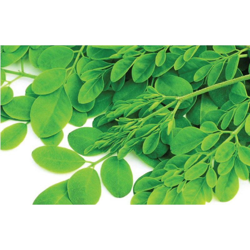 Bánh Gấu Chùm Ngây Nhân Kem Hiệu Moringa Lon 300gr