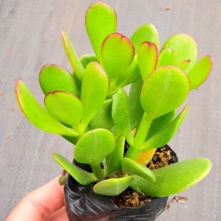 Sen đá Thạch Bích - Sen đá Ngọc Bích SD
