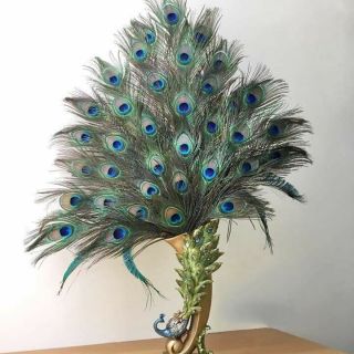 Lông công phong thủy