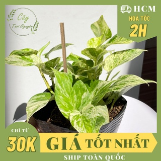  CHẬU MỀM_CÂY TRẦU BÀ LÁ SỮA  cao 25cm  phong thuỷ để bàn GIÁ RẺ lọc không khí Cây Tươi Nguyên Cây trồng thuỷ sinh. 