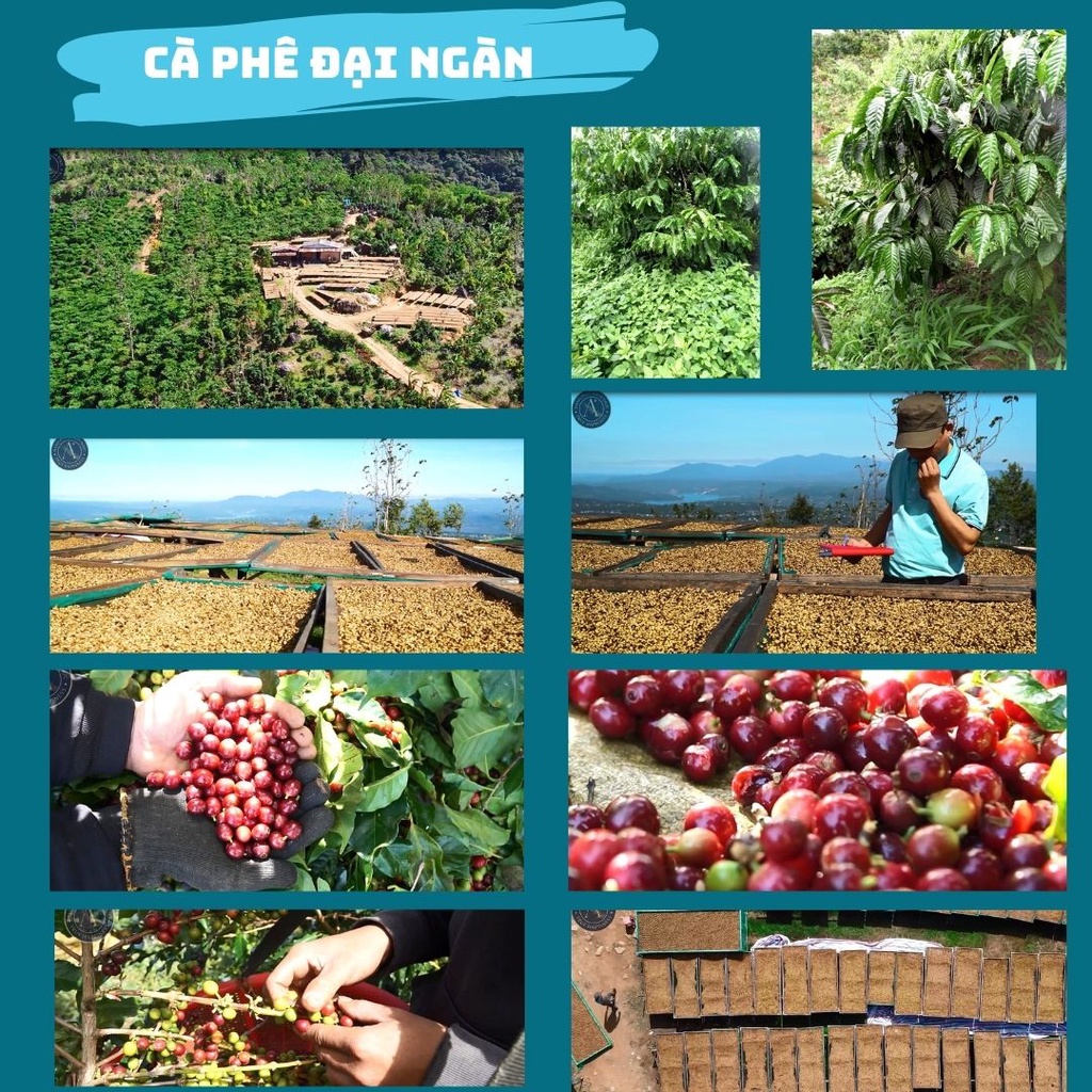 Cà phê nguyên chất 100% thơm ngon quyến rũ - Arcady Coffee - Roaster Pha phin