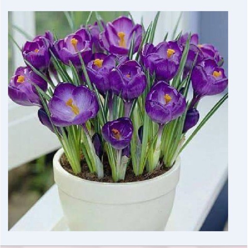 Củ hoa nghệ tây HOA TẾT