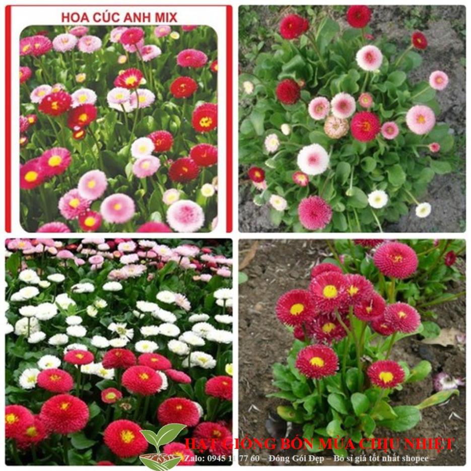 Gói 50 hạt giống hoa cúc anh nhiều màu ĐẾN MÙA TRỒNG TẾT KHUYẾN MẠI TẾT ĐÔNG GIÁ SHOP MỚI