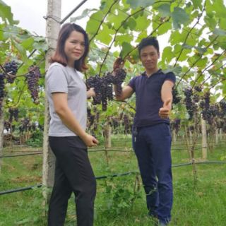 Nho gốc ghép leo giàn ( trồng cảnh hoặc bon sai )