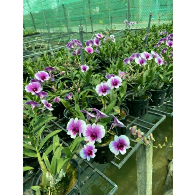 Hoa lan Dendro Mini Yaya chậu lớn_ Đang hoa và nụ