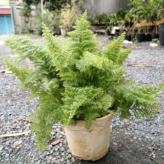 Cây dương xỉ lá nhuyễn - Cyclosorus parasiticus - UtNho