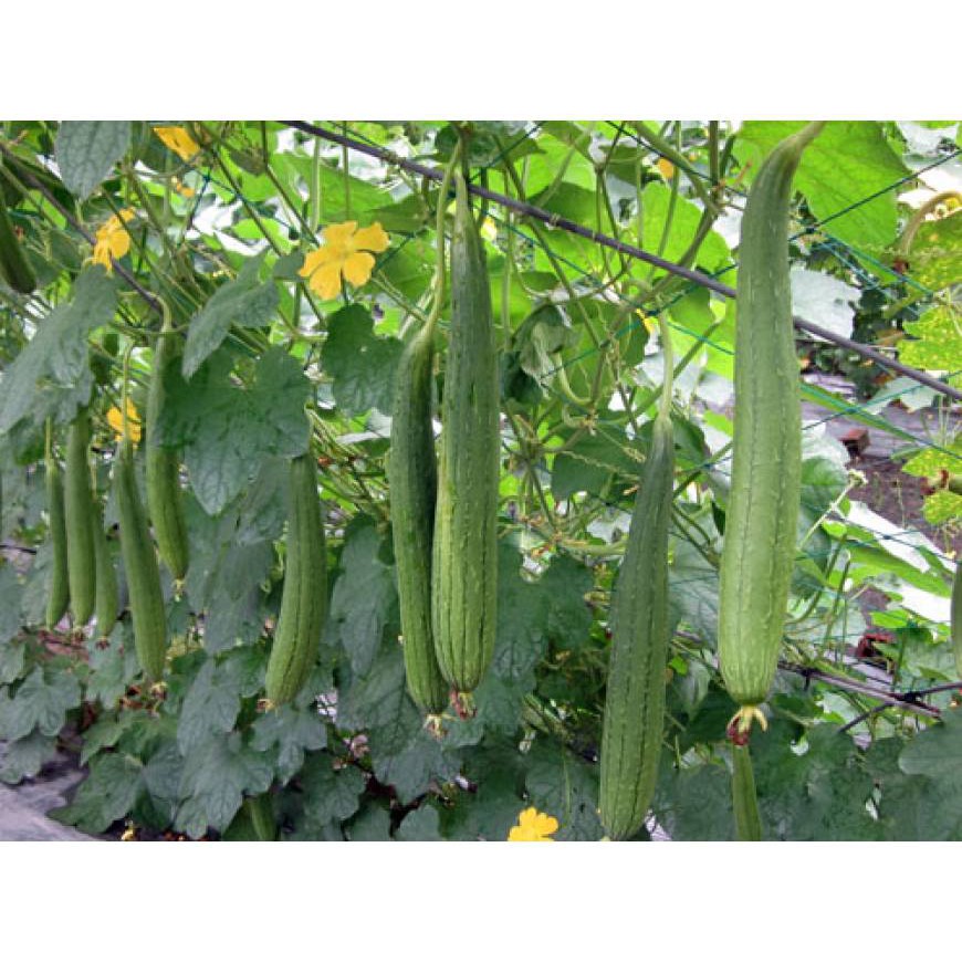 Hạt Giống Mướp Hương F1  -  - Rất Dễ Trồng, Thơm, Ngọt