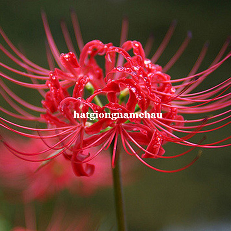 CỦ GIỐNG HOA BỈ NGẠN