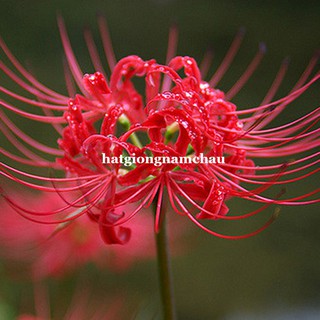 Củ giống hoa bỉ ngạn