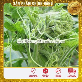 Hạt Giống Bí Ăn Ngọn Cao Sản(20gr)