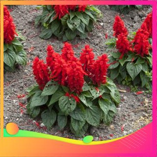 [TOP] Hạt Giống Hoa Xác Pháo Đỏ - 50 Hạt [ Tặng Kèm 1 Viên Nén Xơ Dừa ] VIETGAR