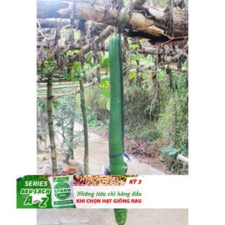 Hạt giống bầu dài 2m Bầu Siêu Dài 5 Hạt