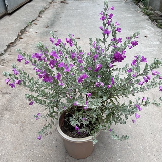 Cây tuyết sơn phi hồng , chiều cao 50cm bụi cây to khỏe sức sống cực tốt hoa quanh năm, thích hợp trang trí sân vườn