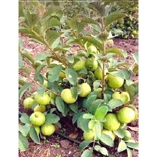 cây giống ổi lùn trồng chậu gửi cây trồng sau 1 tháng cho quả