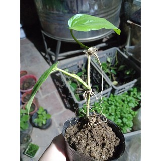 Cây trầu không cây giống