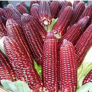 15H - HẠT GIỐNG BẮP NGÔ TÍM