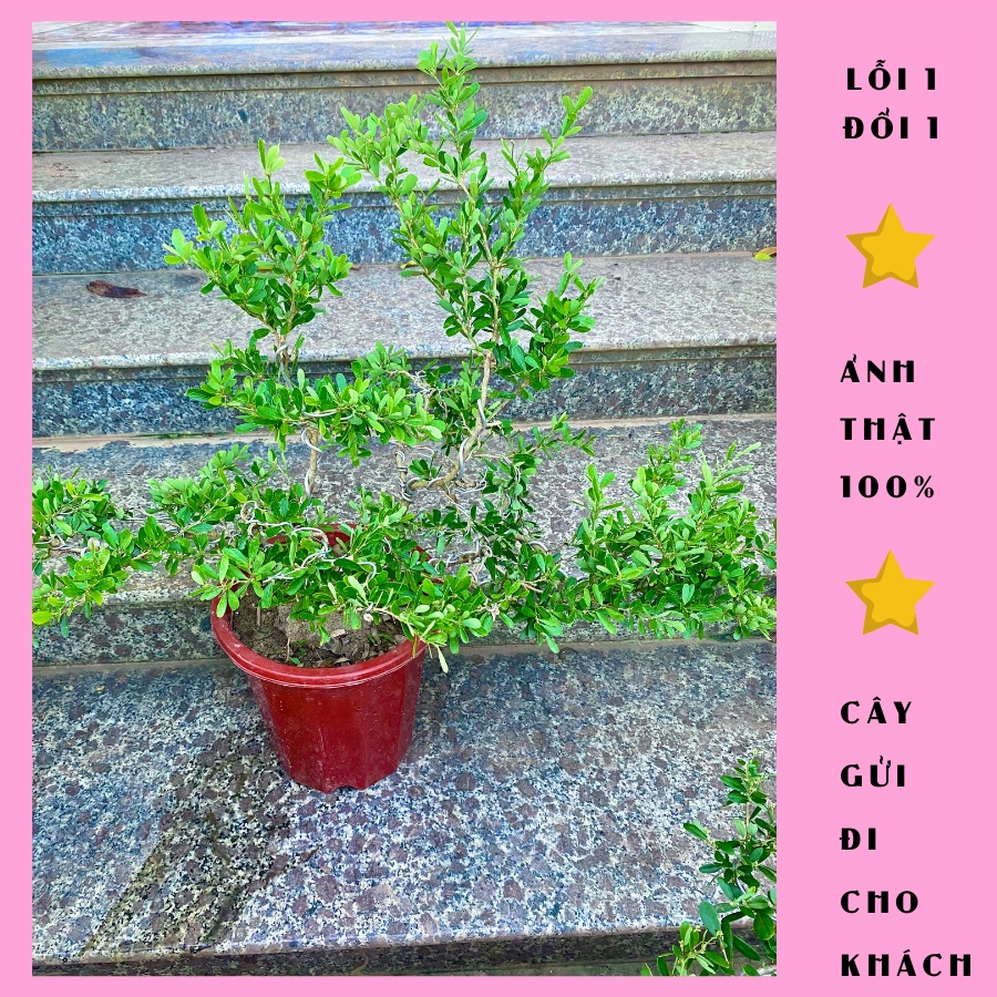 Cây linh sam bonsai giống siêu hoa tím cao 50cm, được chọn cây, ảnh thật, lỗi 1 đổi 1