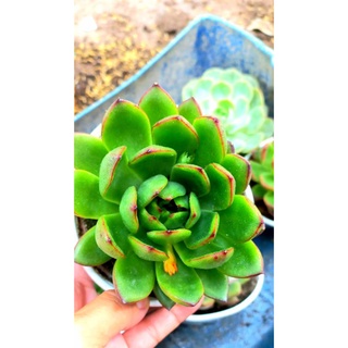 Chậu size trung sen đá.