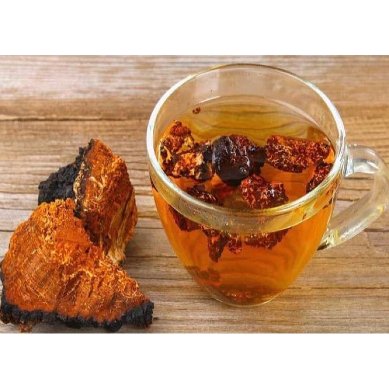 Nấm Chaga hãm trà nhập khẩu Nga