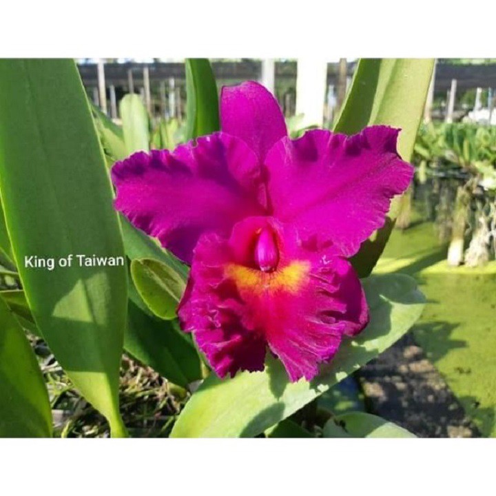 Lan Cattleya CHẬU LỚN NHIỀU THÂN SẮP MÈO NỤ nhiều màu, hoa bông to đại cực thơm giá siêu rẻ