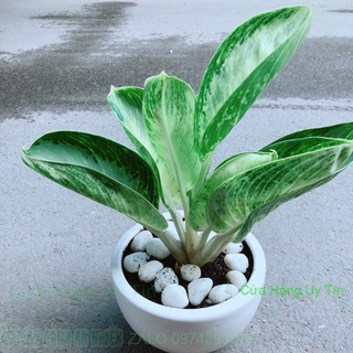 Chậu cây phát tài