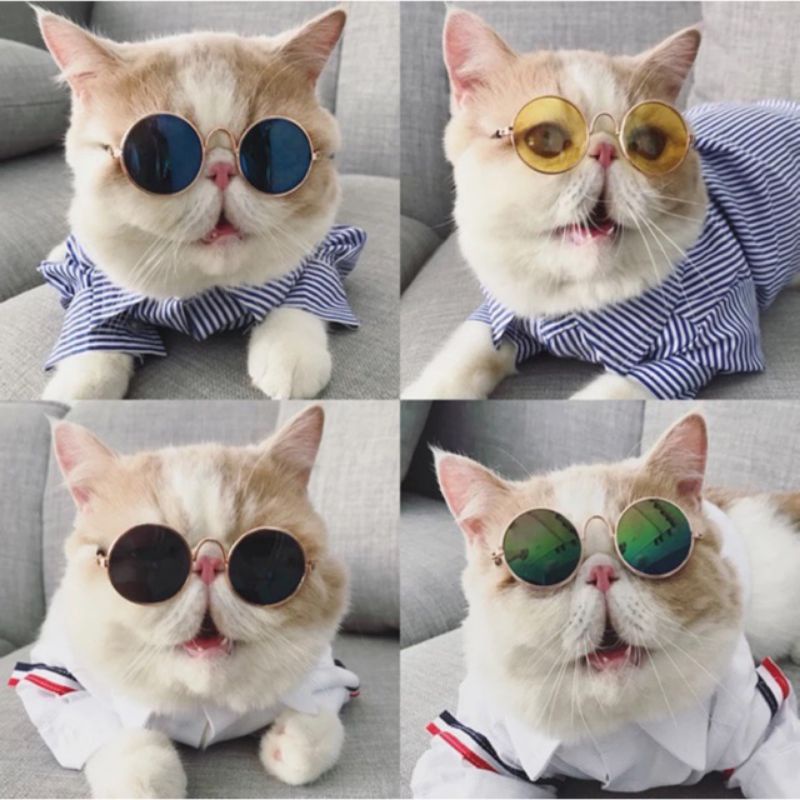 Kính mát cho chó nhỏ và mèo siêu ngầu