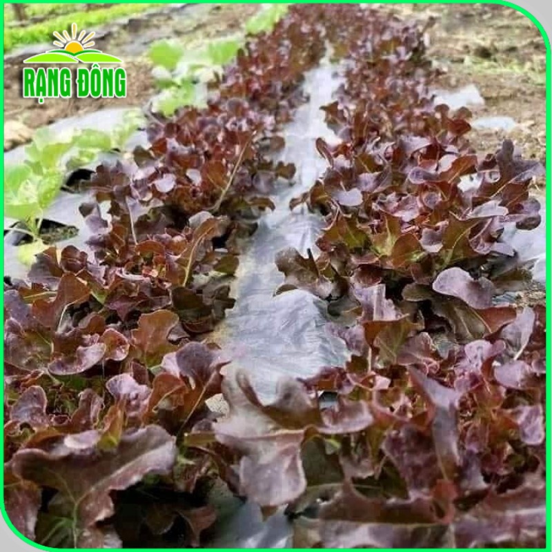 Hạt giống Xà Lách Sồi Tím (Xà lách Oakleaf) sinh trưởng khỏe, trồng quanh năm (gói 2 gr) - Hạt giống Rạng Đông