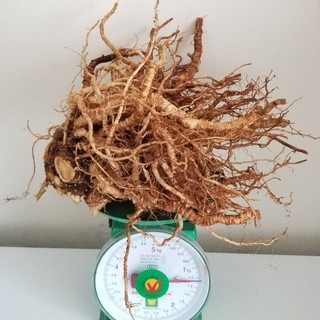 Sâm Đương Quy tươi Đà Lạt loại 1KG/củ trở lên