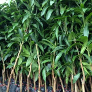 bầu cây xoài thái cây đẹp.