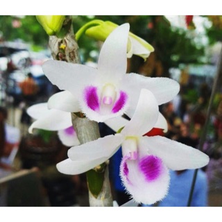 Phong lan phi điệp 5 cánh trắng thái lan cây giống 5-7cm