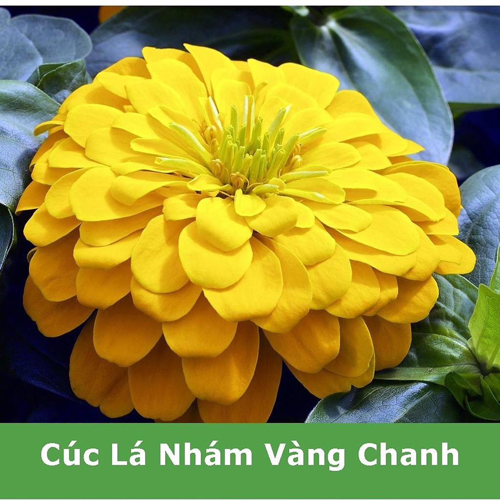Hạt Giống Hoa Cúc Lá Nhám Vàng Chanh Gói 1gram