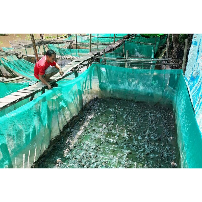 Mùng   nuôi cá, nuôi ếch bằng lưới xanh chắc chắn