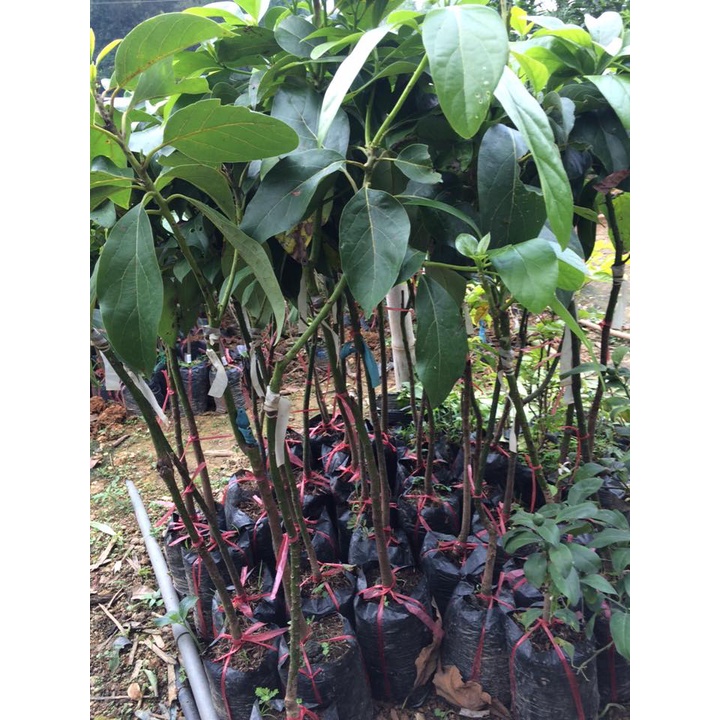 Cây giống Bơ Sáp Da Xanh