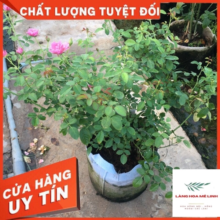 Hoa Hồng Ngoại Aoi Rose [MÀU TÍM ] Cuốn hút-  Bạn sẽ mê mẩn khi ngắm loài hoa này.