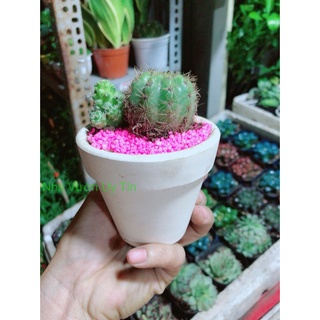 Chậu Cây Xương Rồng
