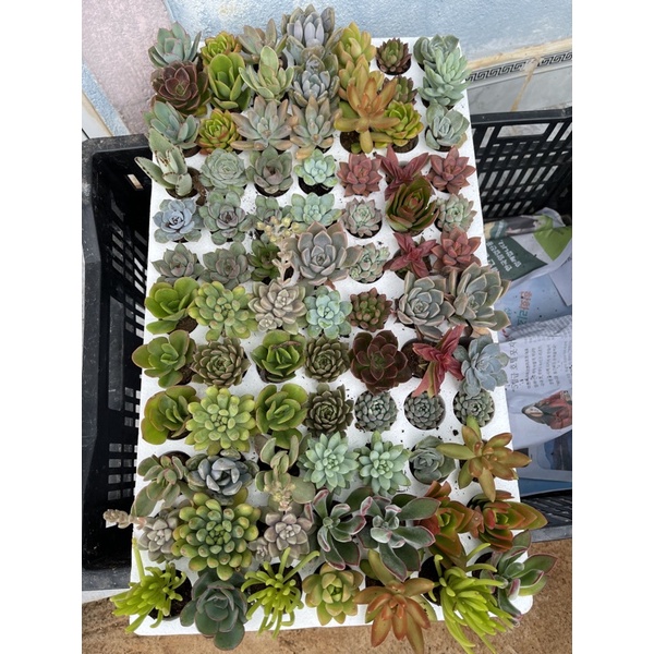 Vỉ mix 84 cây
