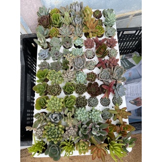 Vỉ mix 84 cây