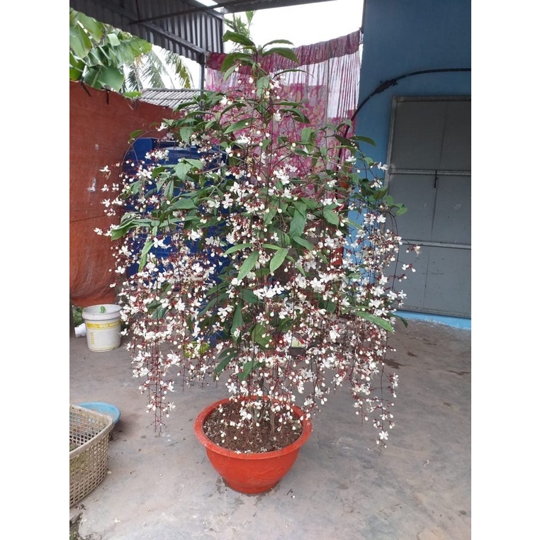 Cây dạ ngọc minh châu cây đang nhiều nụ hoa nhiều vào tết