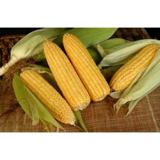 Hạt giống Bắp ngọt 5gr