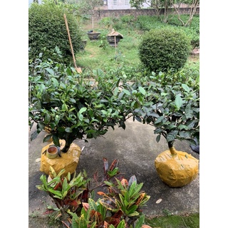 Cây chè cảnh + ( Uống nước )