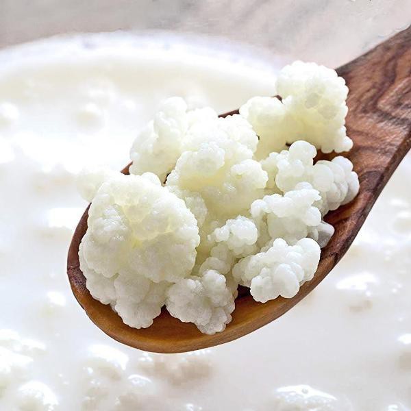 Hạt Sữa Kefir khởi động - Kefir Yogurt Starter Organic Ba Vì.