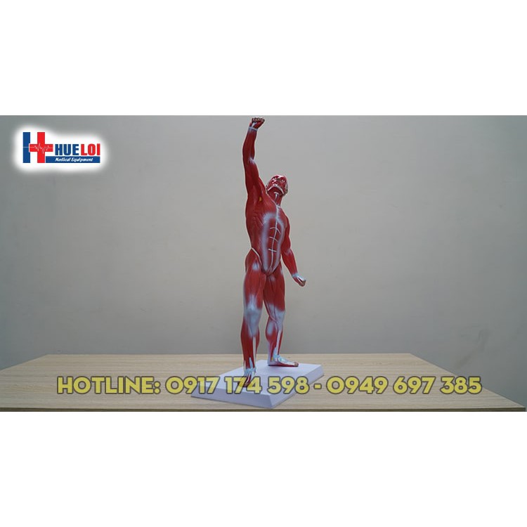 Mô hình giải phẫu tổng hợp lớp cơ nông