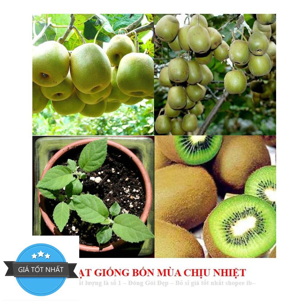 Hạt Giống Cây Kiwi nùn F1 (20 Hạt) - [TRỒNG BỐN MÙA] - Giàu Vitamin,Bổ Dưỡng,Tốt Cho Da